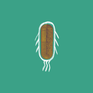 Saccharomyces Boulardii